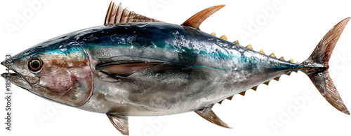 Fresh tuna fish realistic photo isolated, horizontal composition