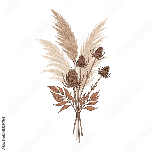 Boho dried floral bouquet illustration with pampas grass and wild teasel thistles isolated on white background.