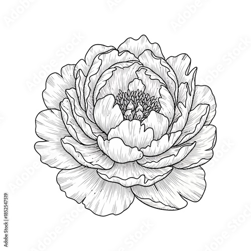 Hand drawn peony flower illustration with stem and leaves in vintage line art style isolated on white background.