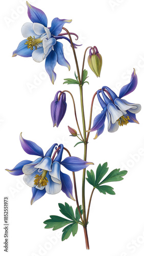 blue columbine flowers with green leaves isolated on white background