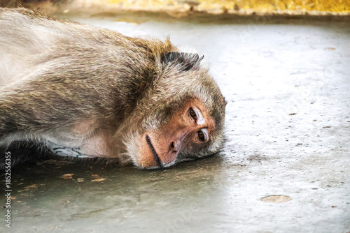Close-up of a sad-looking monkey lying on pavement — expressive face of Macaca fascicularis conveys loneliness, exhaustion, and the hidden cost of human-wildlife coexistence.