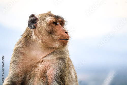 Regal adult macaque (Macaca fascicularis) in contemplative pose — clean background and generous copy space on right enhance its use for marketing, storytelling, or art.
