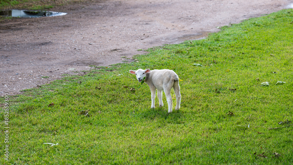 Fototapeta premium Young cute lamb looking at camera on grass