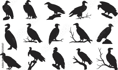 Vulture silhouettes, perched birds, wildlife vector, scavenger species, nature illustration, bird poses, animal shapes, ornithology art, educational graphic, black silhouettes