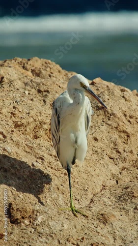 White reef heron standing on rocky coast and resting on one leg above calm Red Sea water in Egypt, vertical wildlife portrait with soft blurred background and copy space