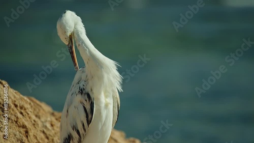 White reef heron preening feathers on rocky coast above turquoise Red Sea water in Egypt, close up view of wild coastal bird with soft background and copy space