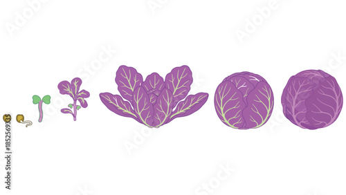 Stages of growth for a vibrant purple cabbage plant, from seed to mature vegetable