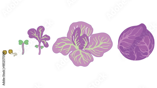 Stages of growth from seed to mature cabbage, illustrating plant development.