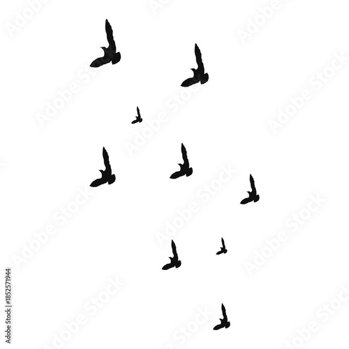 Flying Bird Silhouette on White Background. Vector Illustration.