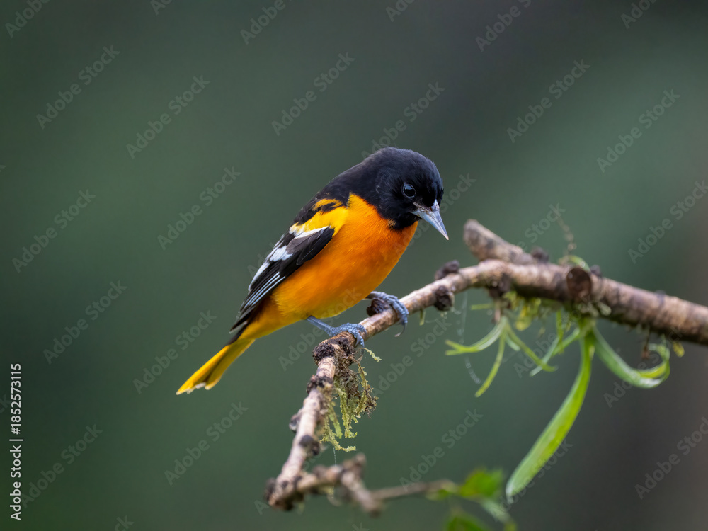Fototapeta premium Baltimoretrupial (Icterus galbula)
