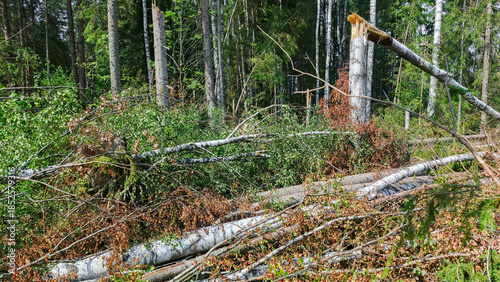Fényképezés Trees in the forest felled by a hurricane wind.