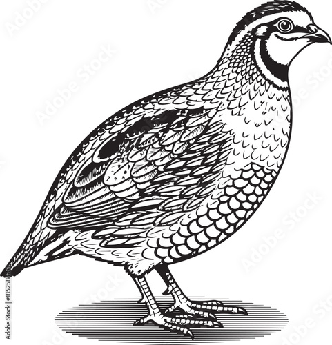 Detailed illustration of a quail with intricate feather patterns side view showcasing its unique markings and posture