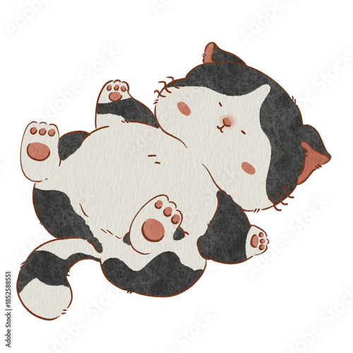 Cat 02