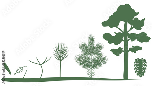 Stages of pine tree growth from seedling to mature plant and cone