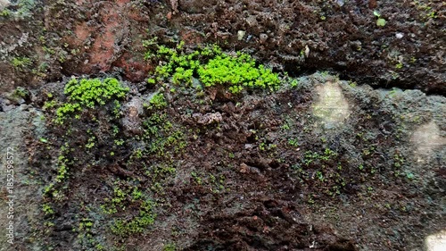 The moss species with the scientific name Barbula unguiculata, commonly called Bird's-claw Beard-moss, belongs to the Pottiaceae family and grows on rocks