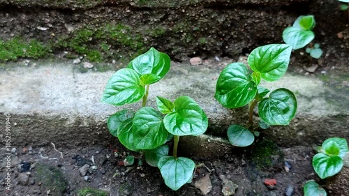 Peperomia pellucida grows naturally in moist soil near stone walls. Also known as Pepper Elder, Shining Bush Plant or Sirih cina, it is a common medicinal plant