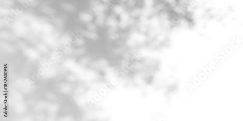 Gobo light effect with leaf shadows on white wall - natural sunlight pattern overlay. Tree foliage silhouette - dappled texture for studio background design with soft rays and bright reflections.