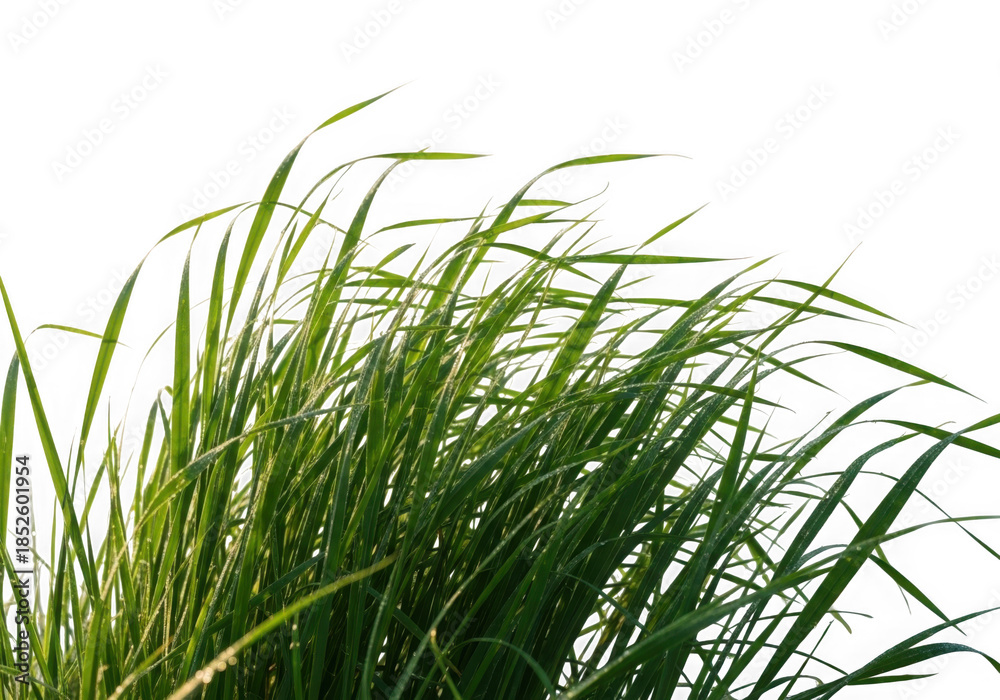 Fototapeta premium Green grass blades swaying in the wind
