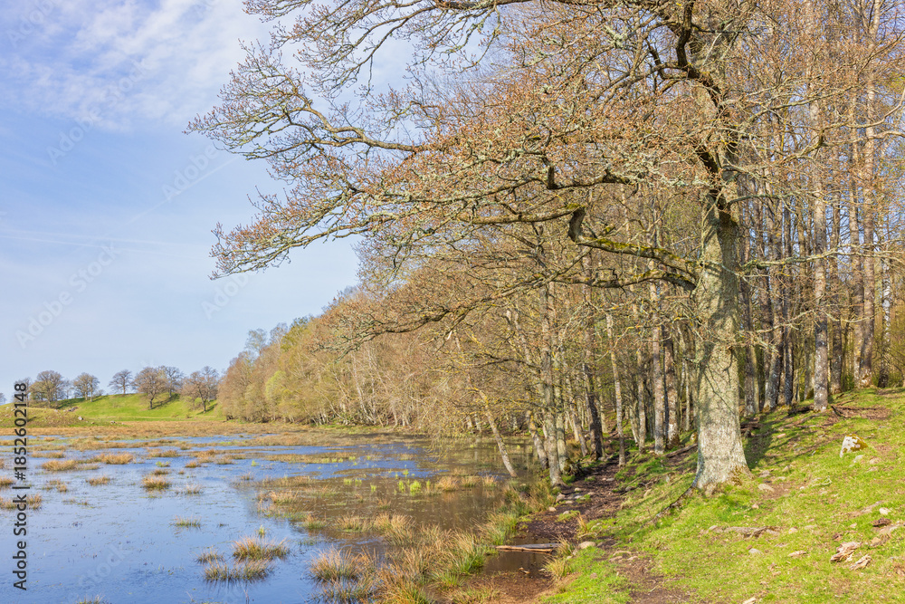 Fototapeta premium Leafless oak woodland by a lake a sunny spring day