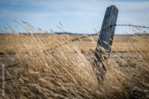 A wooden fence post surrounded by tall crested wheat grass on the prairies in Saskatchewan