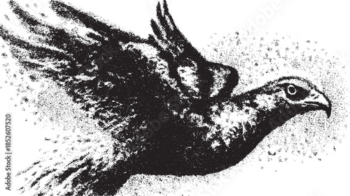 A flying bird vector illustration in fine detail. The black-and-white art features elegant lines and distinct texture in a classic set of nature images.