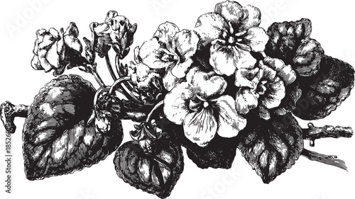 Violet flower botanical illustration in detailed black and white. Elegant floral set showcasing leaves and vector design elements.