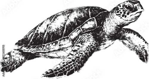 Turtle illustration in black and white. Detailed marine animal vector art showcases its texture and realistic form in a simple style.