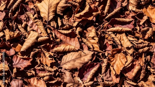 Full frame texture of crunchy brown dried leaves under bright sunlight