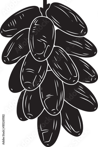 Bunch of dark ripe dates on a stem illustration