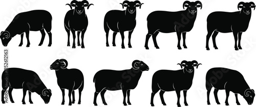 Ram sheep silhouettes collection illustration showing farm animals in different poses, livestock farming concept, rural agriculture design, and animal outlines