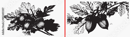 leaf clipart illustration, botanical leaf drawings, plant close up art, hand drawn foliage sketches, nature plant designs, black white leaf clipart, printable botanical elements, botanical illustratio