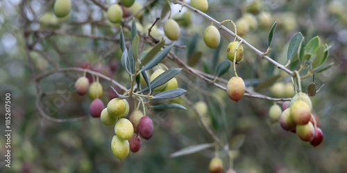 close up of olive in olive tree