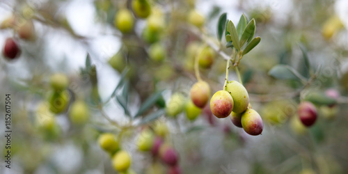 close up of olive in olive tree