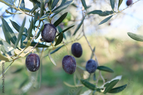 close up of olive in olive tree