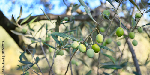 close up of olive in olive tree