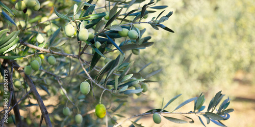 close up of olive in olive tree