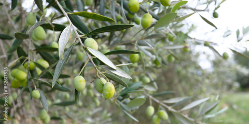 close up of olive in olive tree