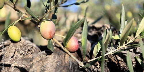 close up of olive in olive tree