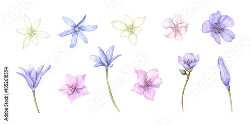 Tableau sur toile Watercolor early spring flowers clip art on isolated background