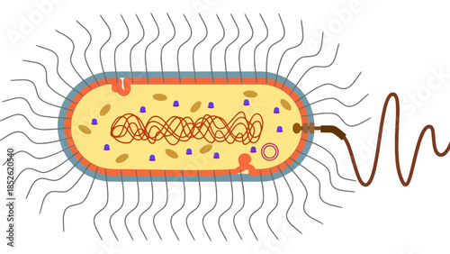 Detailed illustration of a single bacterium with flagellum and internal structures