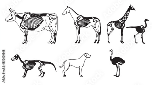  Animal Skeletal Anatomy Vector Set Cow, Horse, Dog, Cat, Pig, Giraffe, Ostrich, Duck, Capybara, Otter, Hedgehog, Chameleon, Mouse, Hen. Scientific illustration.