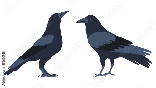 Two elegant black crows stand side by side on a white background, showcasing their sleek feathers and intelligent gaze.