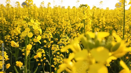 Vast Field of Vibrant Yellow Mustard Flowers Blooming Under a Bright Sunny Sky With Green Stems and Leaves in a Rural Landscape