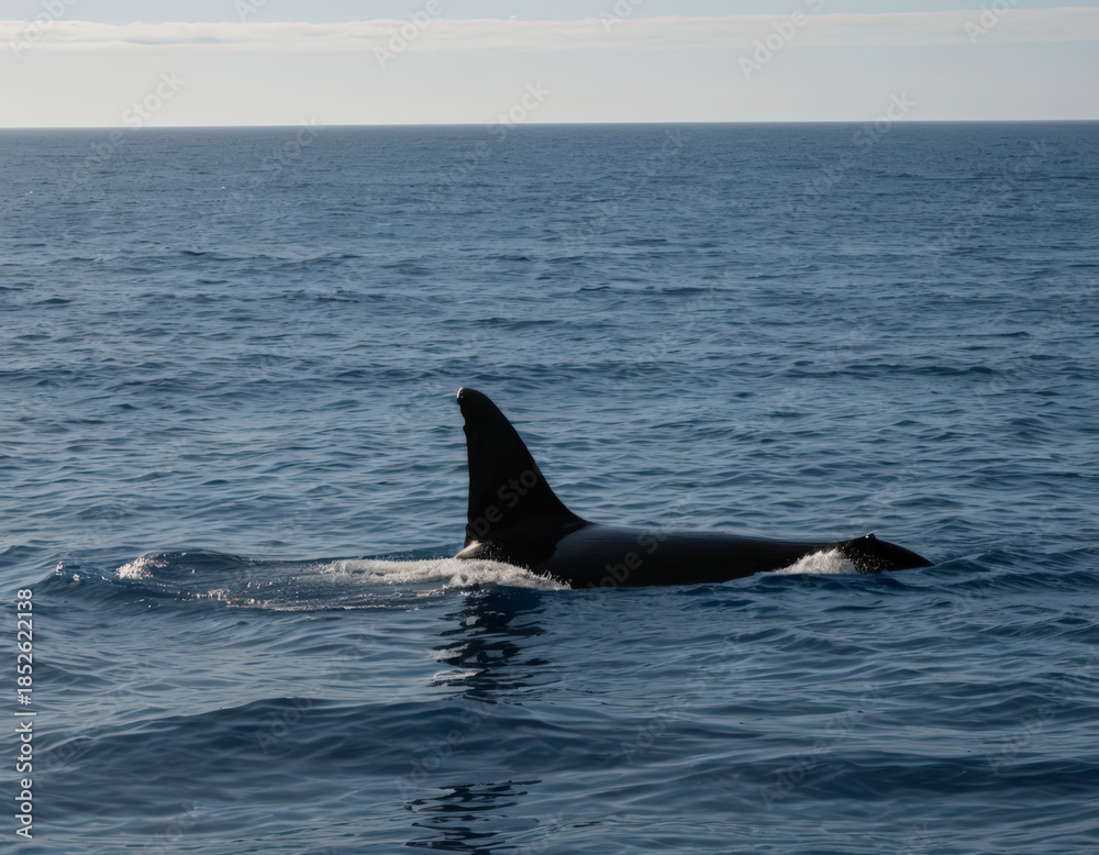 Fototapeta premium Killer Whale Swimming in Open Ocean