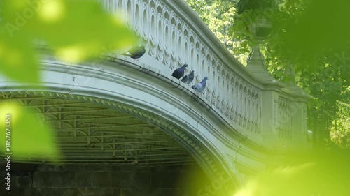 New York City Central Park nature oasis. Bow Bridge and lake in summer day, United States. Pond water and greenery in morning light. Autumn fall leaves and Manhattan architecture landmark of NYC, USA.