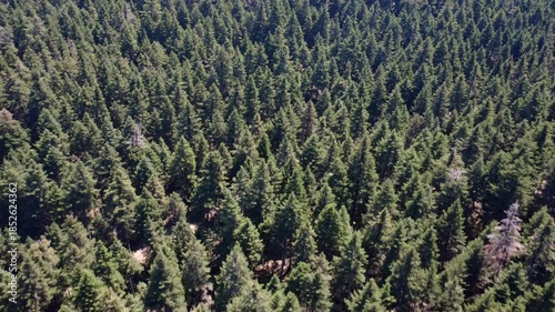 Mountain with fir forest and scattered dry trees below barren rocky summit