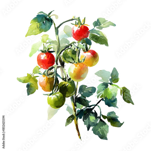 Tomatoes on the vine with green foliage, watercolor botanical illustration showing stages of ripening from green to yellow to vibrant red on a transparent background