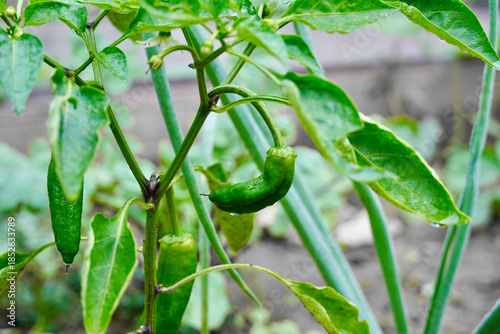 Young Green Chili Peppers (Capsicum annuum) on Vine with Dew Drops