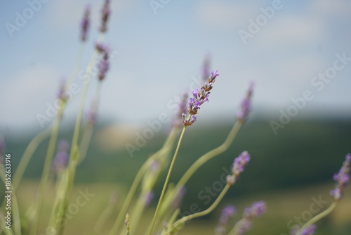 primo piano fiore di lavanda