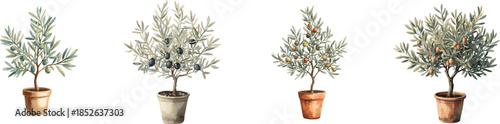 A small olive tree in a pot set. Watercolor illustration with delicate leaves and olives. Isolated on white background.